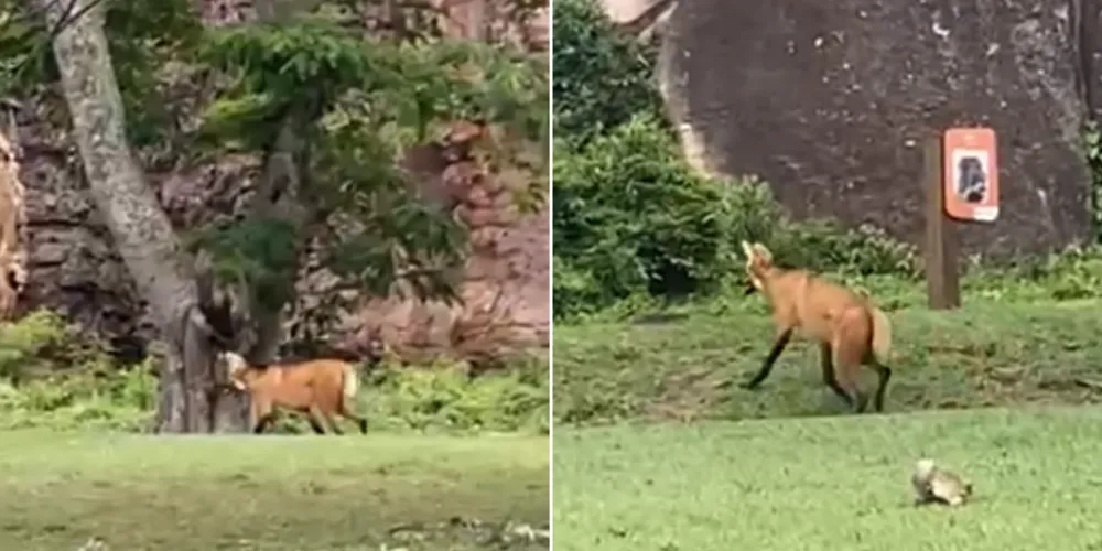 O momento da aparição do lobo-guará foi filmado pela Nathalya Teixeira, colaboradora do Parque
