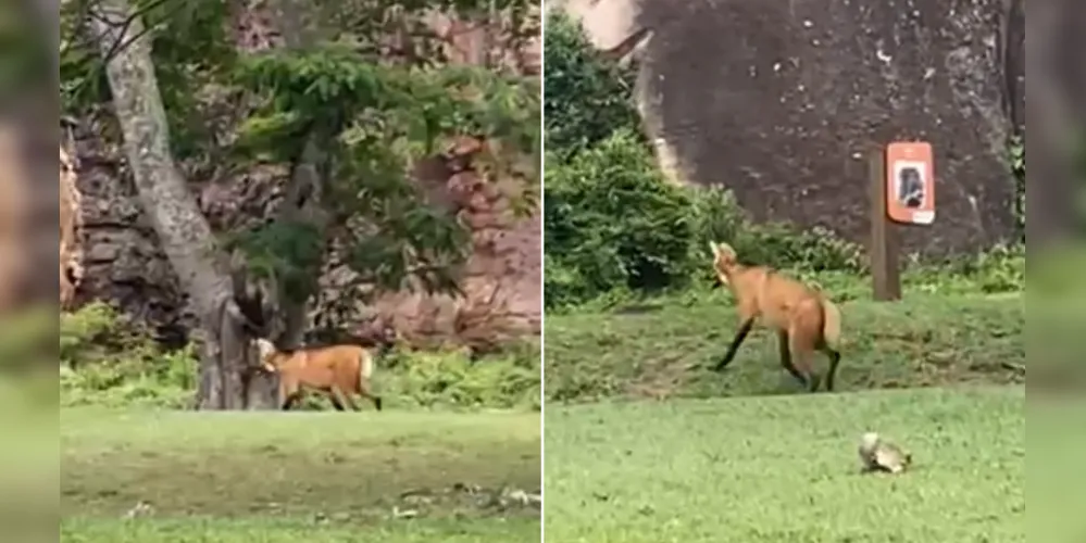 O momento da aparição do lobo-guará foi filmado pela Nathalya Teixeira, colaboradora do Parque