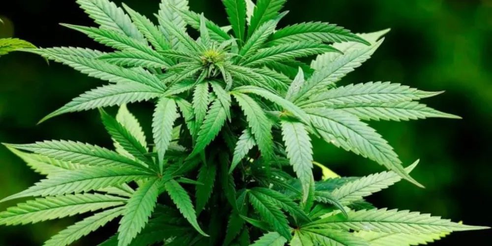Planta de maconha