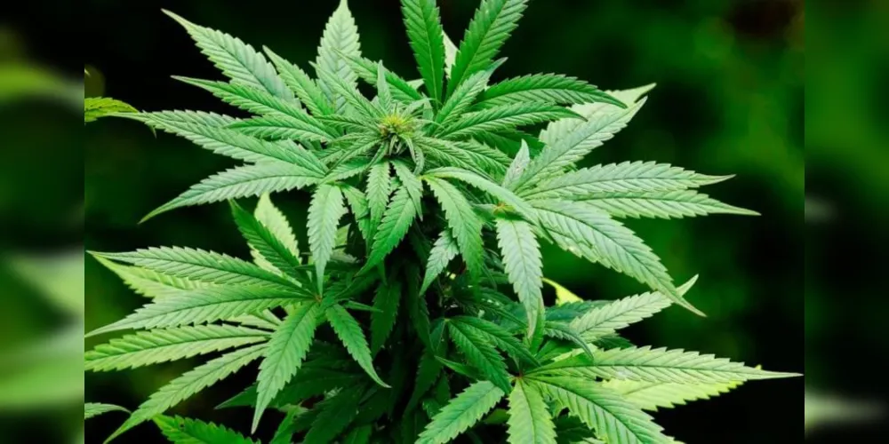 Planta de maconha
