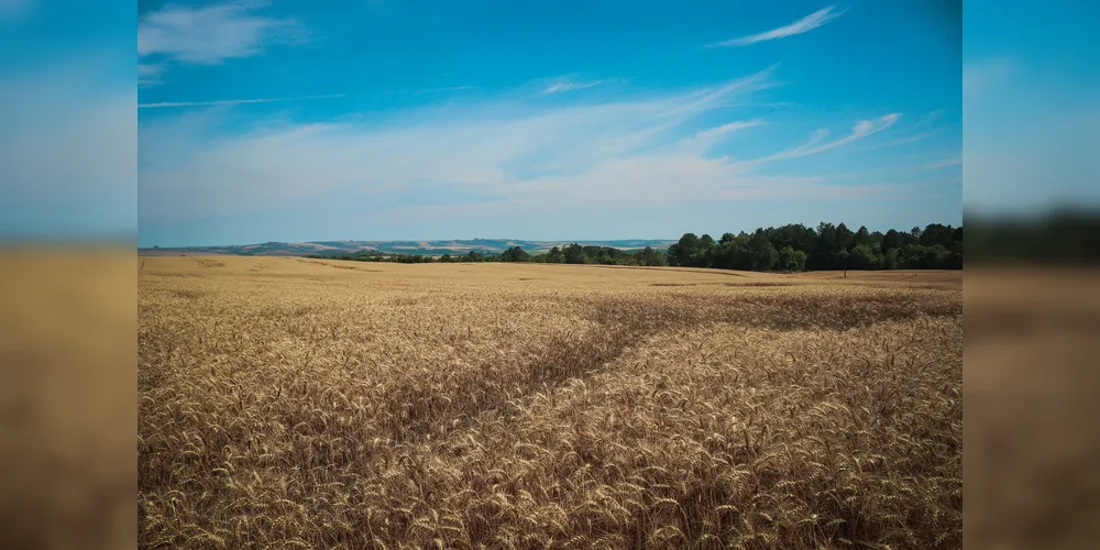 Tibagi segue entre os maiores produtores de trigo do Paraná