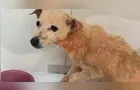 Cachorro é jogado em rio com pata quebrada pelo próprio dono no Paraná