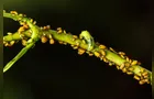 Pragas no jardim: como identificar e combater os principais vilões das plantas