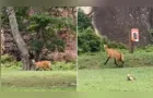 Lobo-guará é avistado 'passeando' pelo Parque Vila Velha; veja vídeo