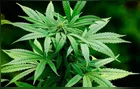 Médico condenado por laudos falsos para legalizar maconha é preso