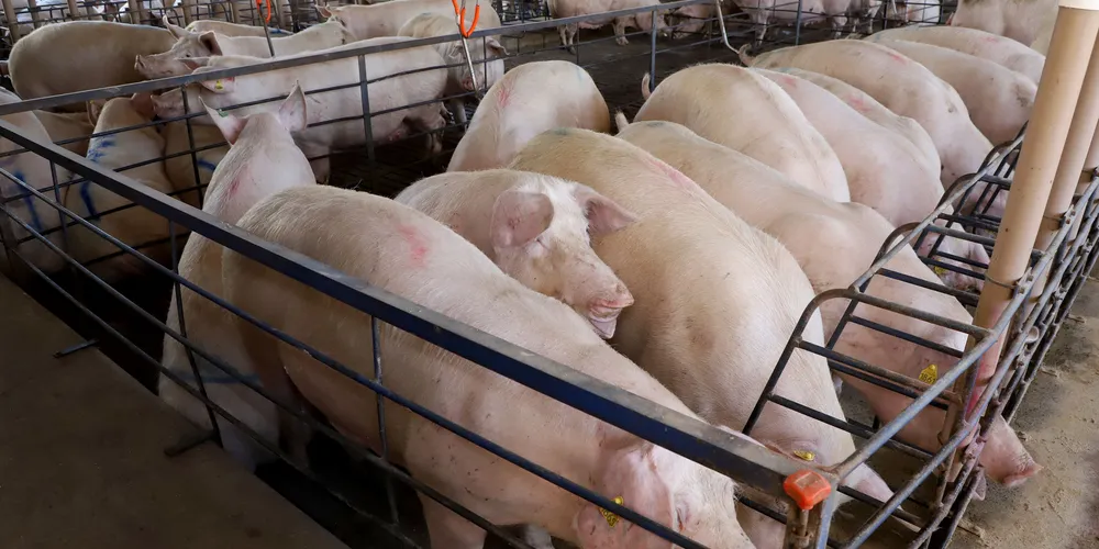 Granja de suínos Dinei Stuani