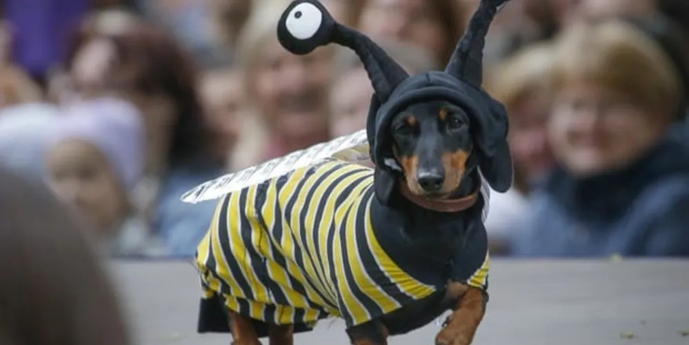 O encontro ocorre neste domingo (16), em Ponta Grossa