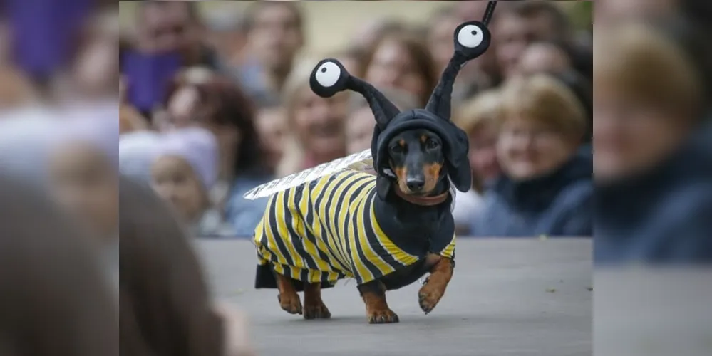 O encontro ocorre neste domingo (16), em Ponta Grossa