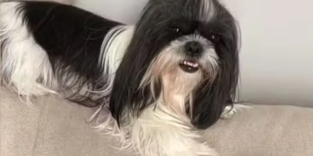 A cadela teria ficado exposta ao sol de mais de 30°C que faz no interior de SP