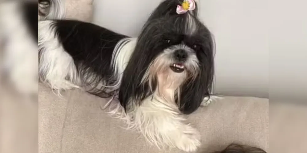 A cadela teria ficado exposta ao sol de mais de 30°C que faz no interior de SP