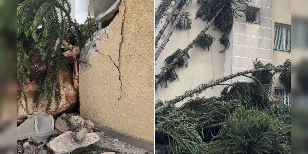 Prefeitura informou que não pode realizar a retirada em propriedade particular