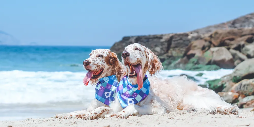 Calor e umidade favorecem a proliferação de parasitas como pulgas, carrapatos e mosquitos