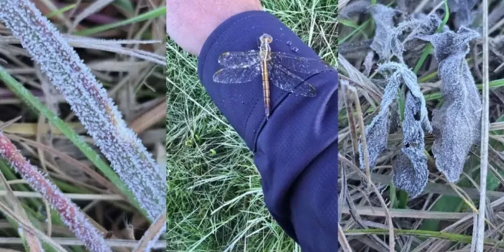 Geada deixa paisagens cobertas de branco em São Joaquim, na Serra de SC