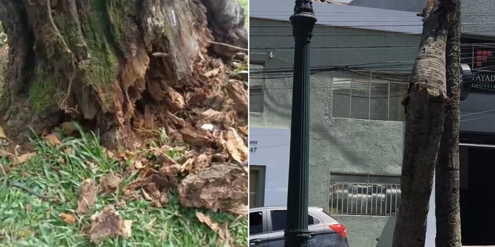 Cinco árvores correm o risco de queda ou caíram em vias de Ponta Grossa