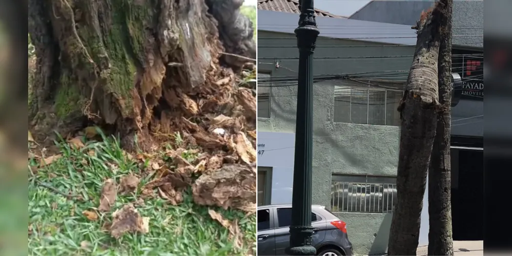 Cinco árvores correm o risco de queda ou caíram em vias de Ponta Grossa