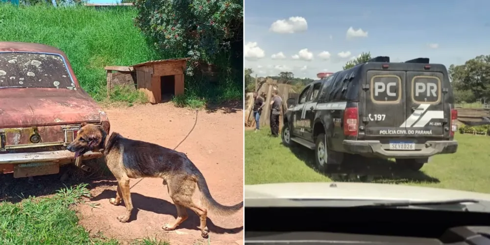 Animal estava preso por amarras e com sinais visíveis de desnutrição severa (magreza extrema)