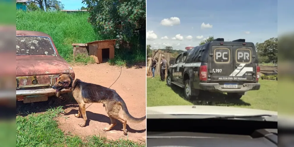 Animal estava preso por amarras e com sinais visíveis de desnutrição severa (magreza extrema)