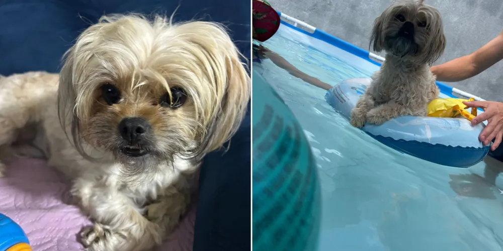 Luna fugiu após se assustar com os barulhos fortes de fogos de artifício