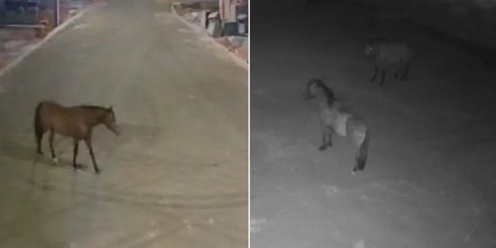 A situação foi registrada pela empresa responsável pela vigilância do local