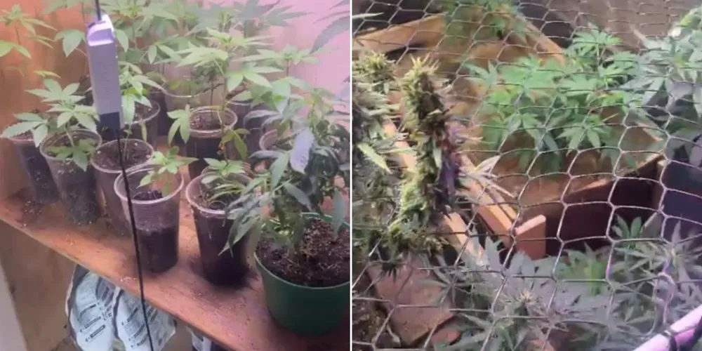 Estrutura para o cultivo de cannabis foi apreendida