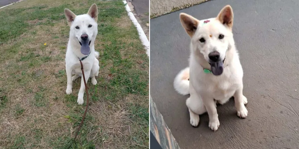 Segundo a tutora, Kiara é dócil, mas pode estar assustada