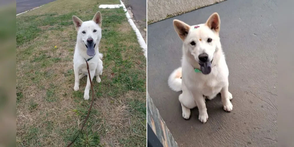 Segundo a tutora, Kiara é dócil, mas pode estar assustada