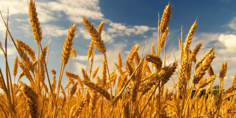 Apoio econômico ao escoamento e à comercialização de até 250 mil toneladas de trigo da safra 2024/25 beneficia a cadeia produtiva e garante renda aos produtores rurais e cooperativas do Rio Grande do Sul e Paraná