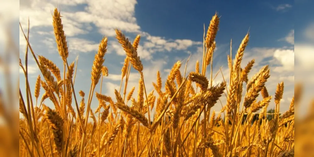 Apoio econômico ao escoamento e à comercialização de até 250 mil toneladas de trigo da safra 2024/25 beneficia a cadeia produtiva e garante renda aos produtores rurais e cooperativas do Rio Grande do Sul e Paraná