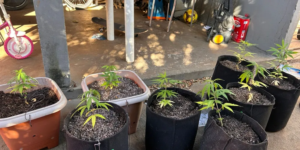 As forças de segurança apreenderam vasos com pés de maconha (cannabis)
