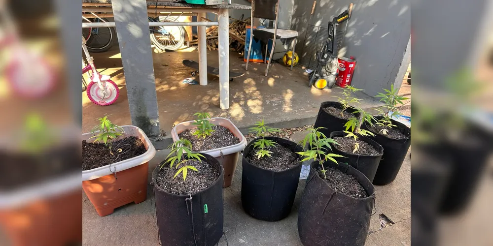 As forças de segurança apreenderam vasos com pés de maconha (cannabis)