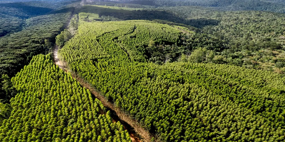 A Klabin utiliza a técnica do mosaico, que permite mesclar florestas plantadas com vegetação nativa, contribuindo para a conservação da biodiversidade