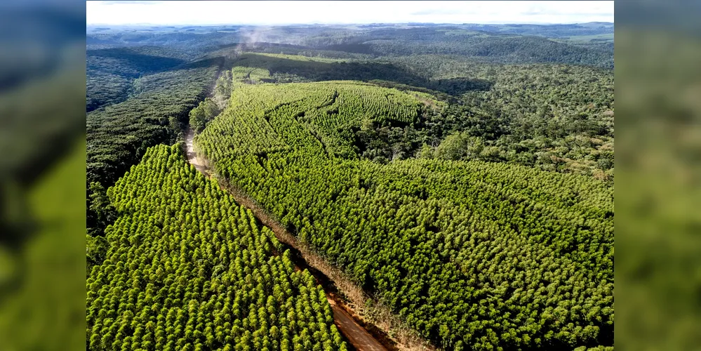 A Klabin utiliza a técnica do mosaico, que permite mesclar florestas plantadas com vegetação nativa, contribuindo para a conservação da biodiversidade