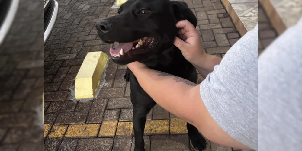 Sharon Tracz encontrou o animal pede ajuda para encontrar o tutor