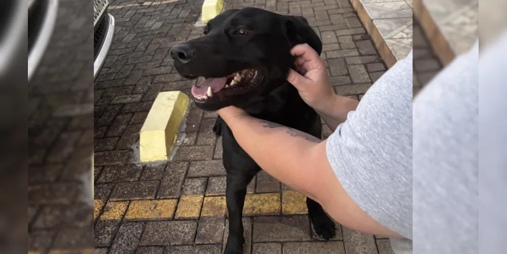 Sharon Tracz encontrou o animal pede ajuda para encontrar o tutor