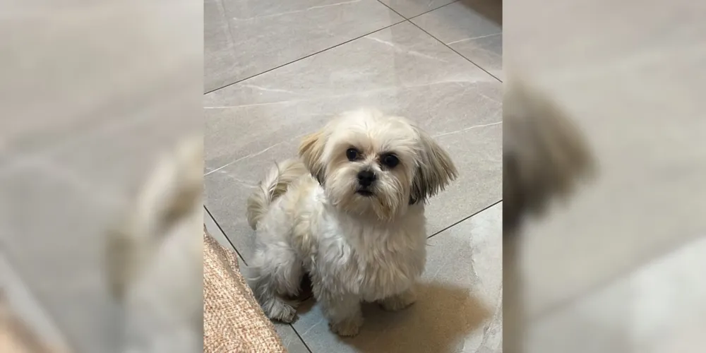 Pipoca é o companheiro de um menino de 4 anos