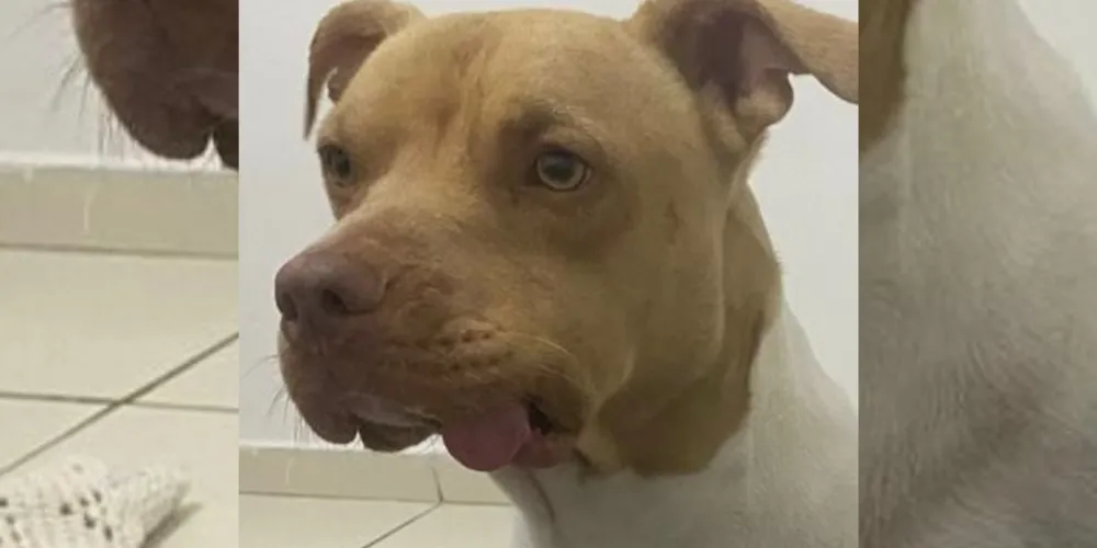 Conforme explica a tutora, o Pitbull não possui dentes