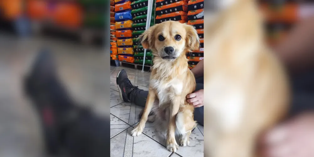 De porte pequeno para médio, o cão tem pelos claros, foi achado pela família
