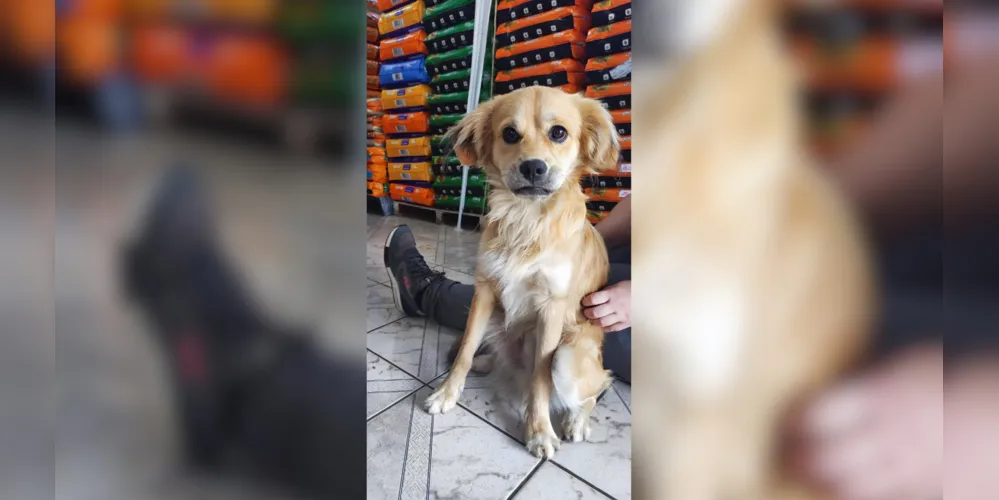 De porte pequeno para médio, o cão tem pelos claros, com a região do peito mais branca e orelhas caídas
