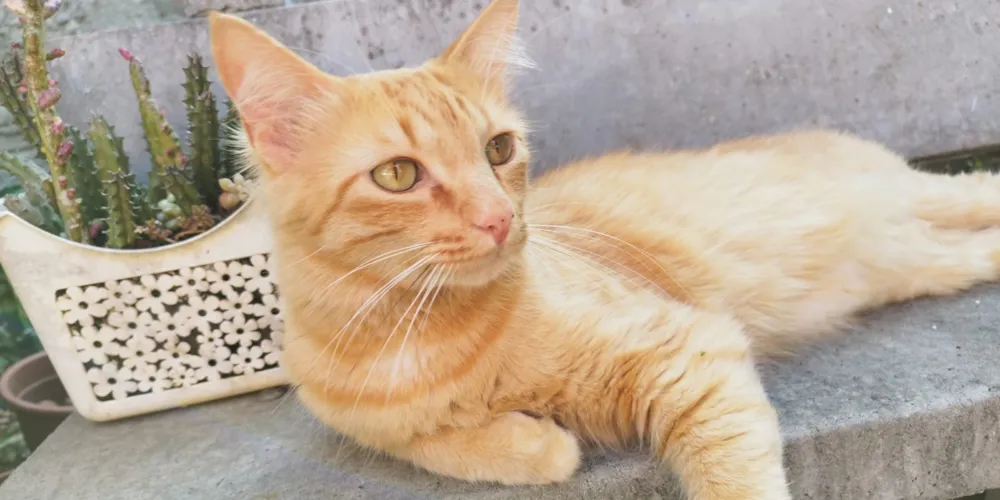 Alex é castrado, peludinho, possui manchinhas no nariz e é bem manso segundo a família