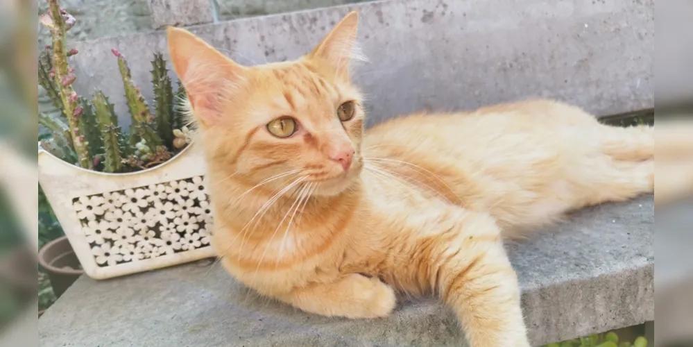 Alex é castrado, peludinho, possui manchinhas no nariz e é bem manso segundo a família