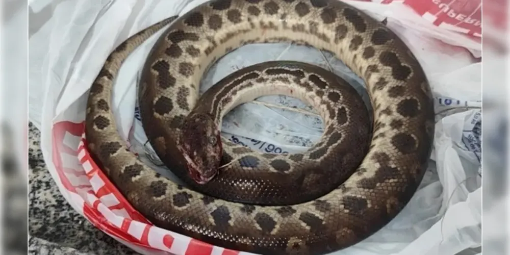 A cobra morreu após a briga