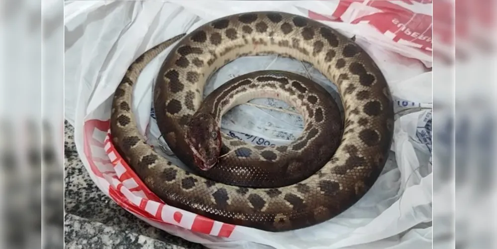 A cobra morreu após a briga