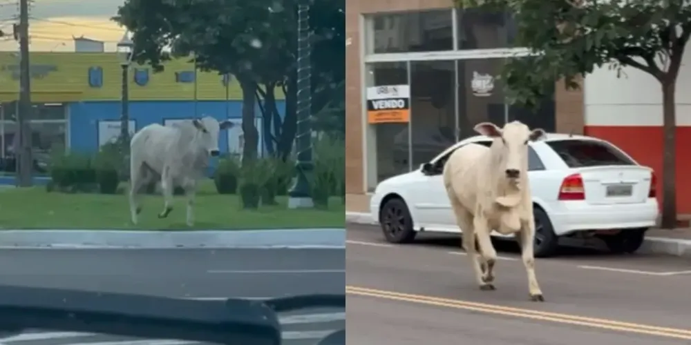 De acordo com testemunhas, o proprietário do boi acompanhou a movimentação em uma motocicleta, tentando guiar o animal para áreas menos movimentadas para evitar acidentes