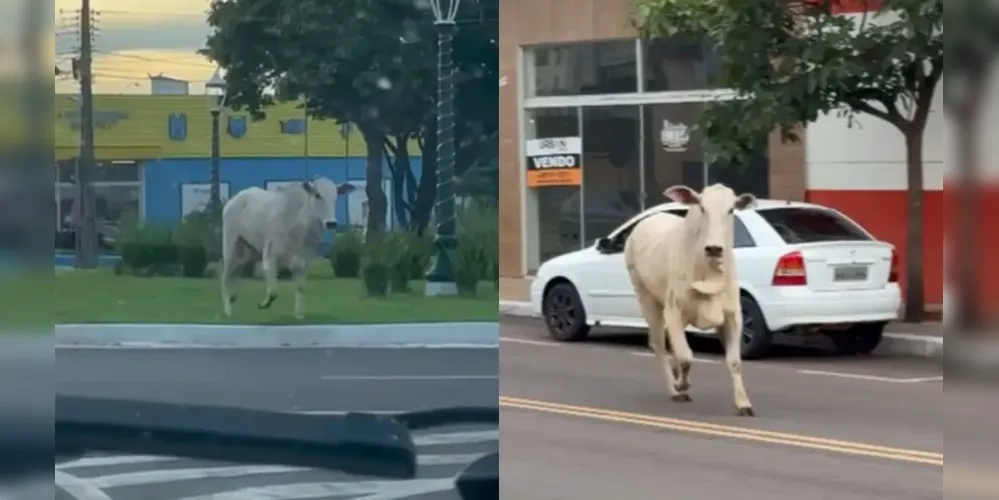De acordo com testemunhas, o proprietário do boi acompanhou a movimentação em uma motocicleta, tentando guiar o animal para áreas menos movimentadas para evitar acidentes