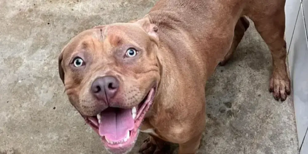 O animal foi entregue à Secretaria Municipal de Proteção e Defesa dos Animais do Rio