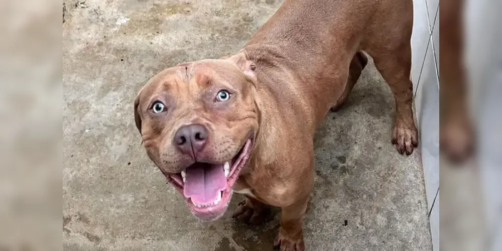 O animal foi entregue à Secretaria Municipal de Proteção e Defesa dos Animais do Rio