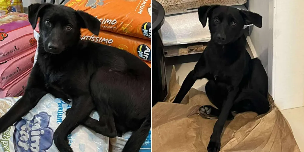 'Mini' é um cão macho, vira-lata, ou seja, não tem raça definida, de cor preta e porte pequeno