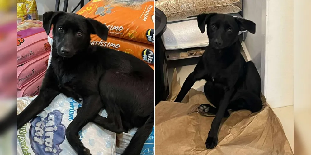 'Mini' é um cão macho, vira-lata, ou seja, não tem raça definida, de cor preta e porte pequeno