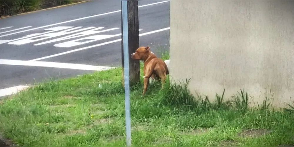 Um caso recente de Pitbull solto nas ruas de Ponta Grossa provocou medo entre moradores