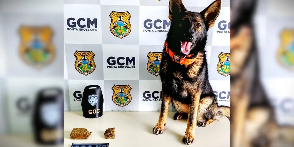 'Pandora' encontrou maconha em uma área de mata